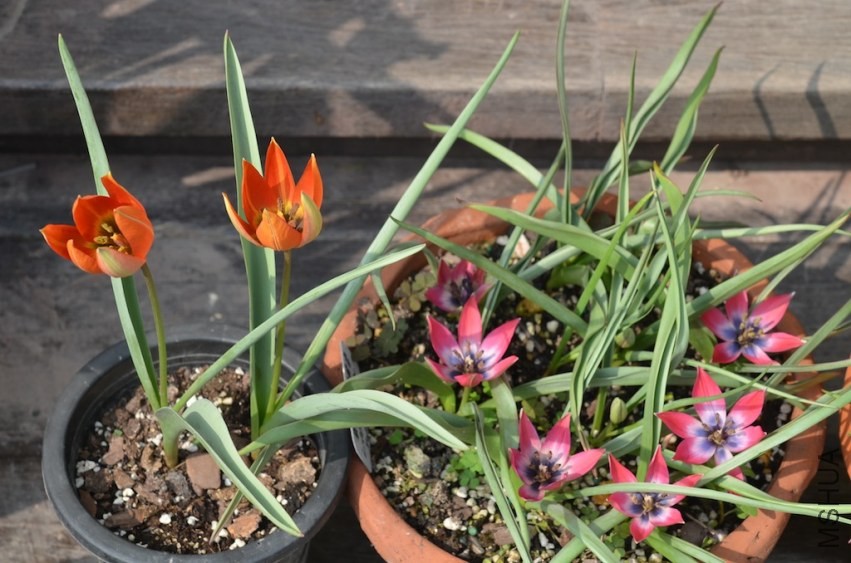 tulipa ����20140330 007.JPG