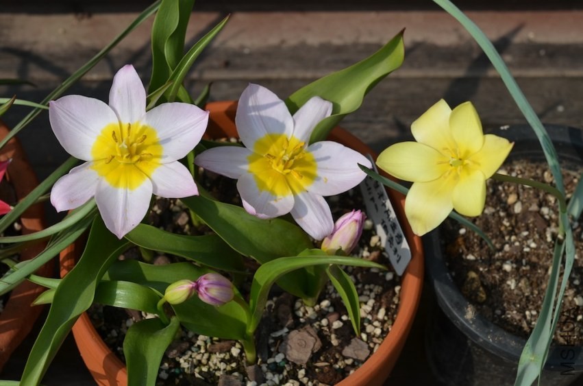 tulipa ����20140330 008.JPG