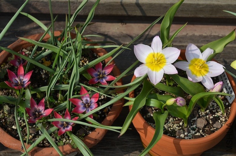 tulipa ����20140330 009.JPG