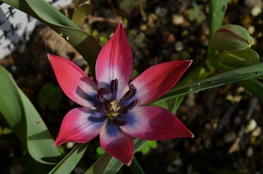 tulipa little beauty 20140330 007.JPG