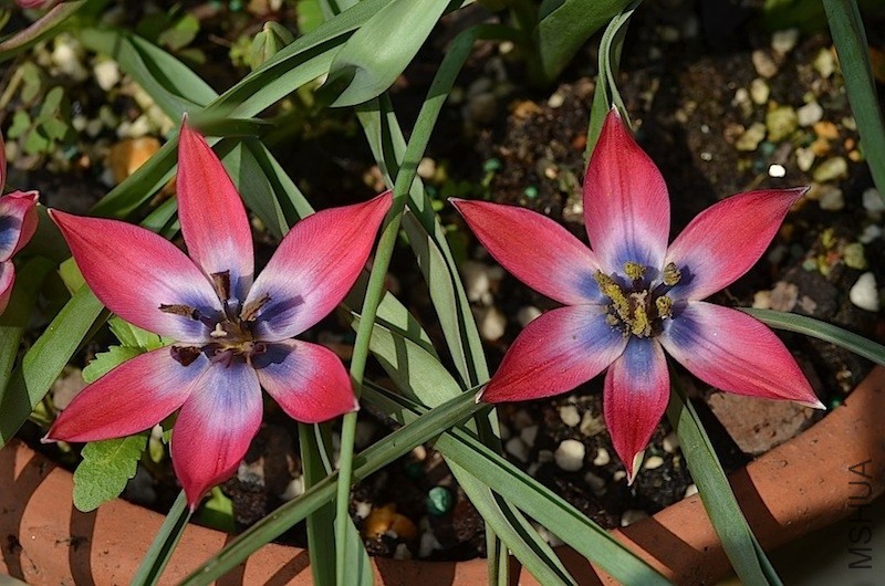 tulipa little beauty 20140330 009.JPG