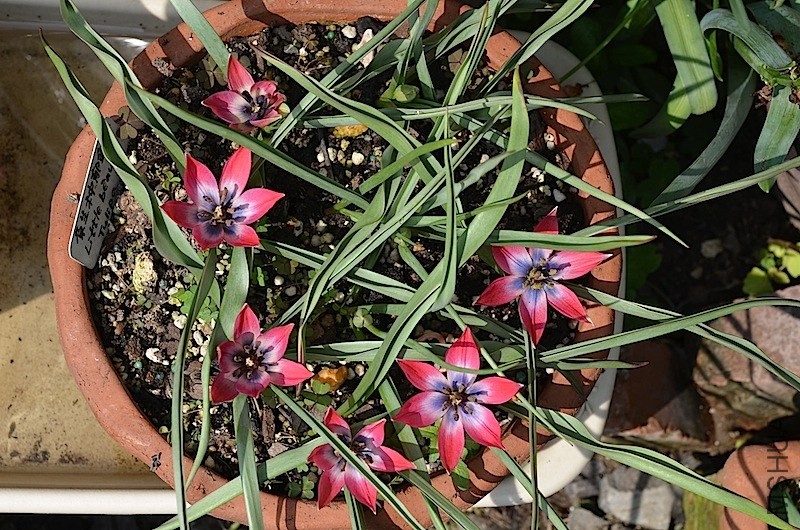 tulipa little beauty 20140330 013.JPG