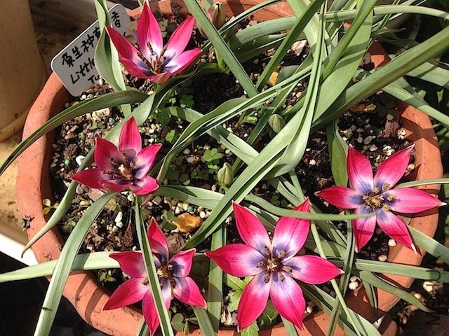 tulipa little beauty 20140330 015.JPG