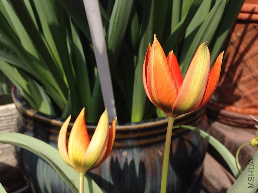 tulipa Whittallii 20140330 004.JPG