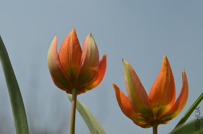 tulipa Whittallii 20140330 009.JPG
