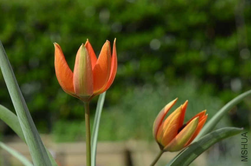 tulipa Whittallii 20140330 017.JPG