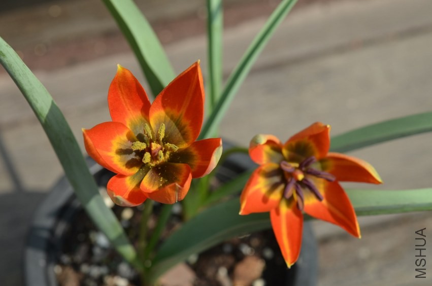 tulipa Whittallii 20140330 019.JPG