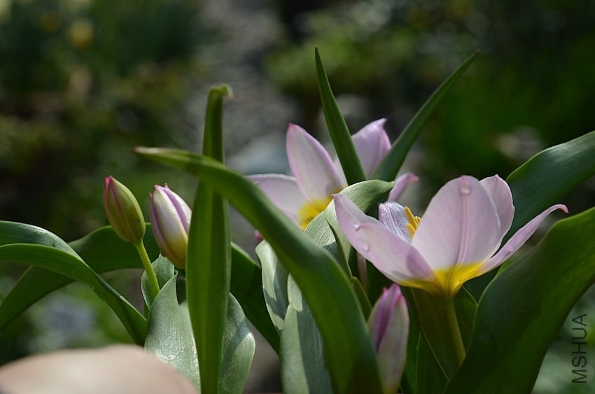 tulipa bakeri�Ϳ��� 20140330 002.JPG