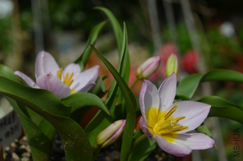 tulipa bakeri�Ϳ��� 20140330 004.JPG