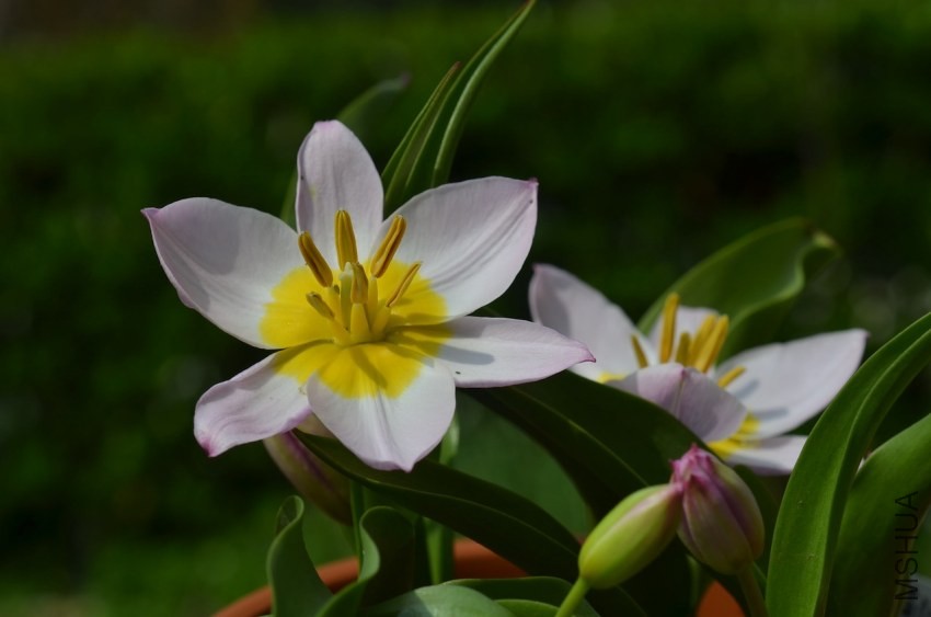tulipa bakeri�Ϳ��� 20140330 009.JPG