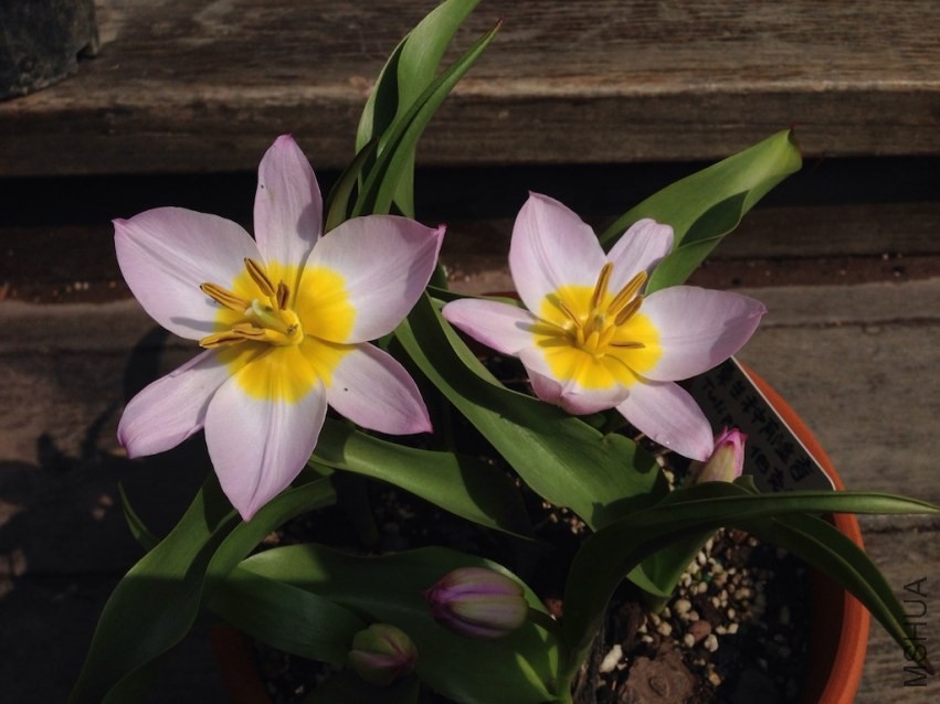 tulipa bakeri�Ϳ��� 20140330 015.JPG