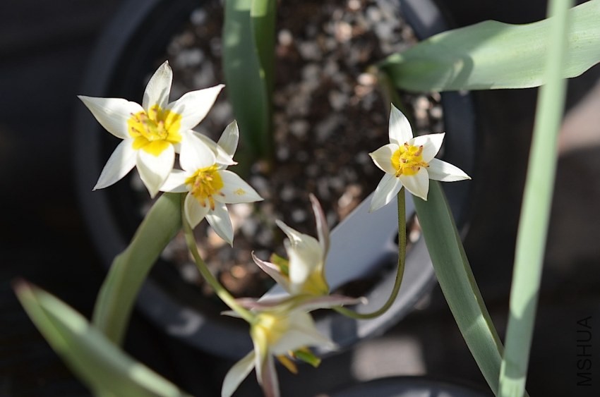 tulipa turkesta������ 20140330 008.JPG