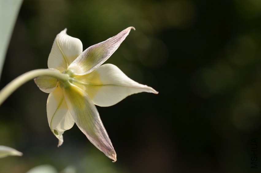 tulipa turkesta������ 20140330 010.JPG