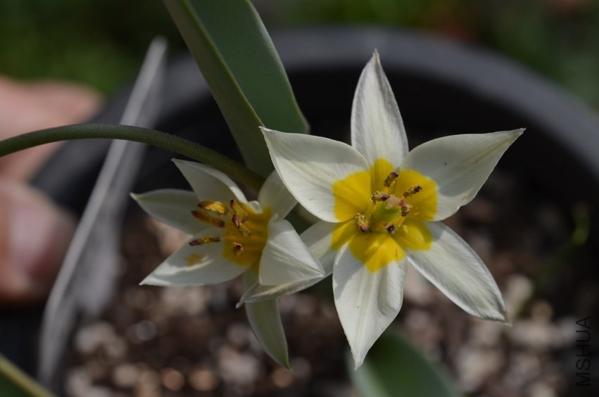 tulipa turkesta������ 20140330 011.JPG