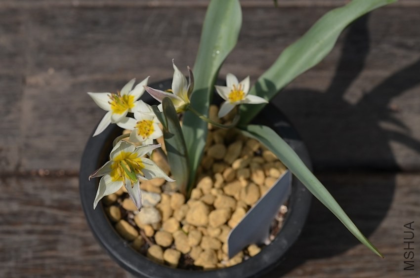 tulipa turkesta������ 20140330 013.JPG