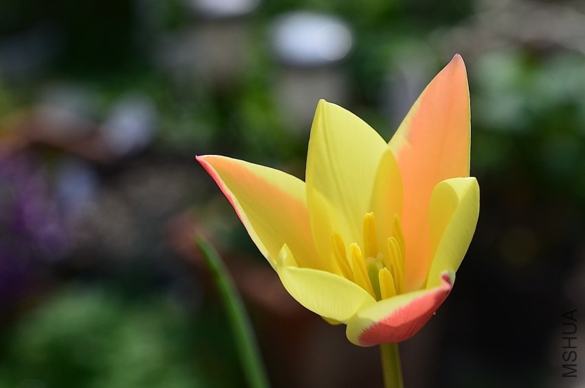 tulipa Lady Jane 20140330 002.JPG