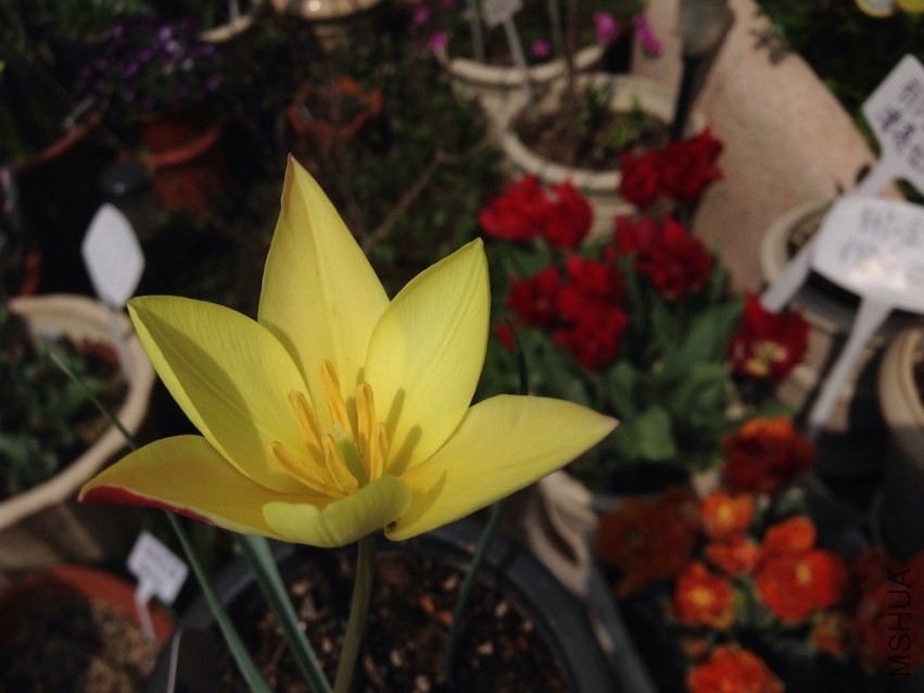 tulipa Lady Jane 20140330 005.JPG