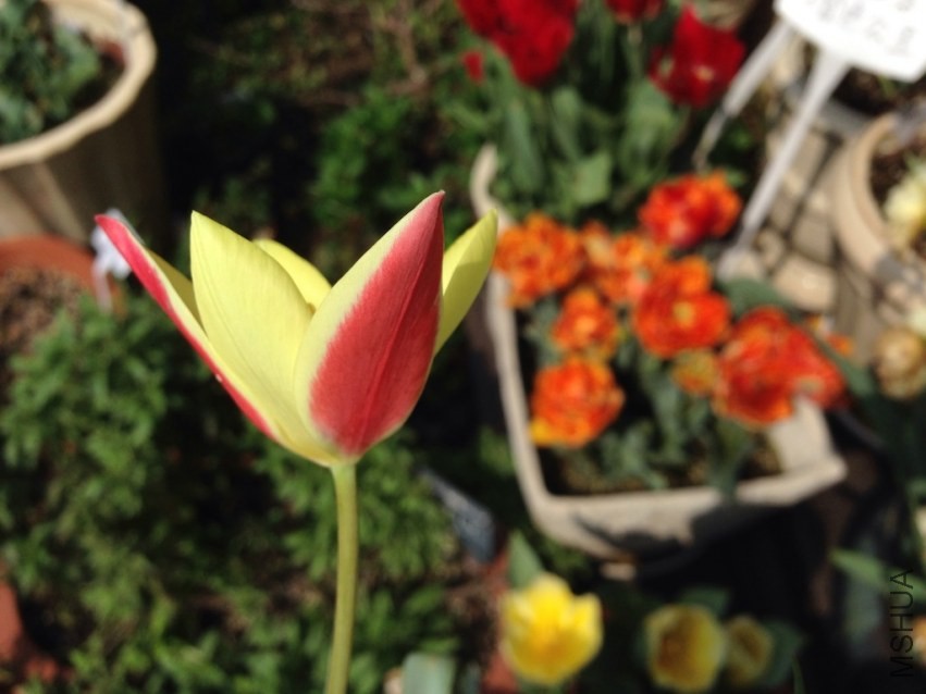 tulipa Lady Jane 20140330 006.JPG
