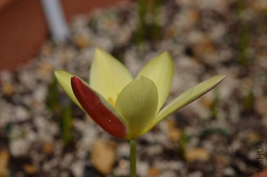 tulipa Lady Jane 20140330 011.JPG