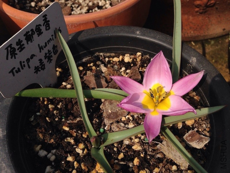 tulipa����ɫ20140309 001.JPG