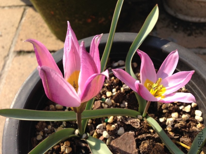 tulipa����ɫ20140315 001.JPG