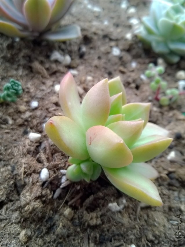 ��С�̵Ļ���