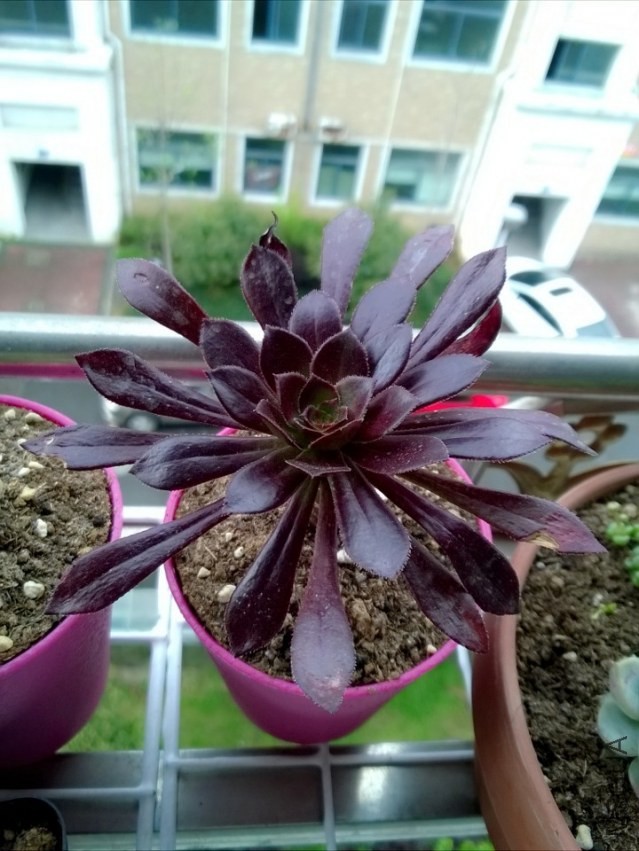 ��ϲ�����ַ��������ĺڷ�ʦ