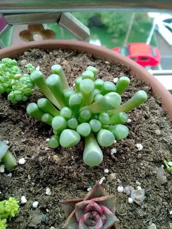 ��ʮ����