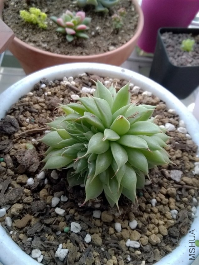 N��С�̵����ǣ����õ��Ƶĸ��ÿ�