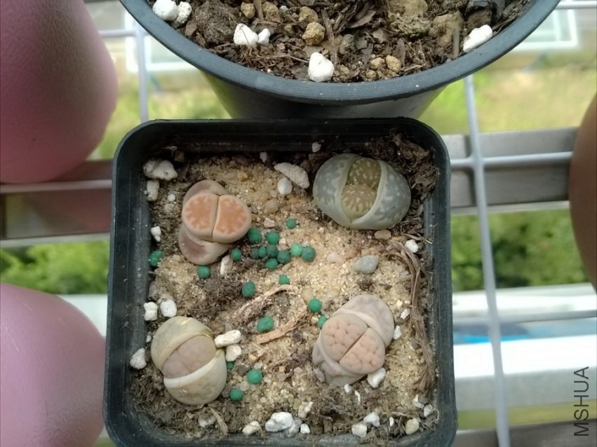 ����ƨ��