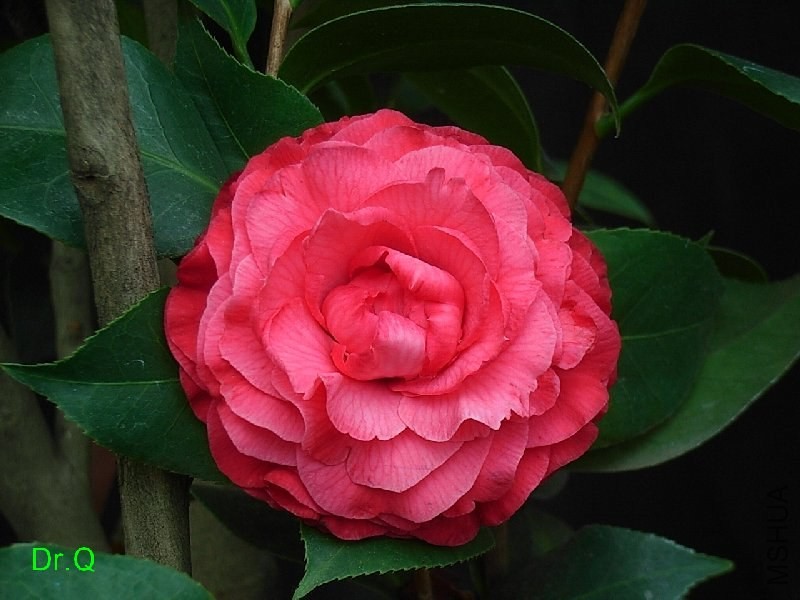 4-�B�tõ��-1.JPG