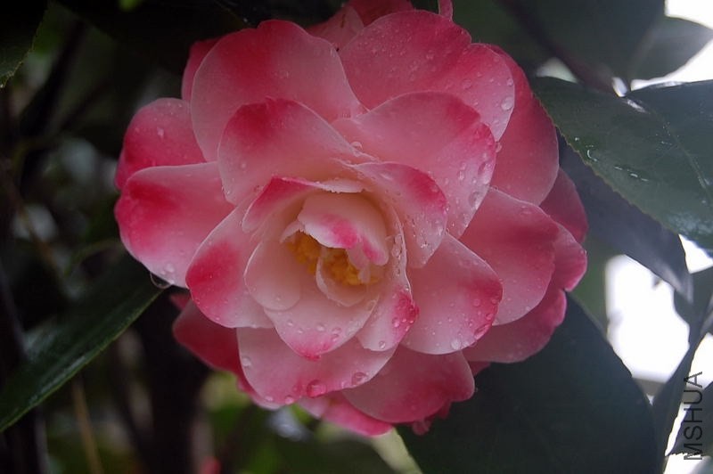 DSC_00160016.JPG