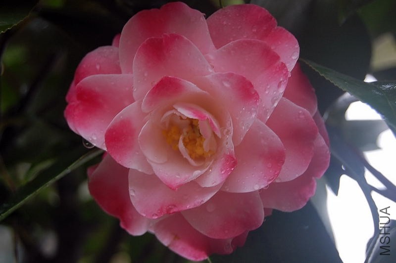 DSC_00230023.JPG