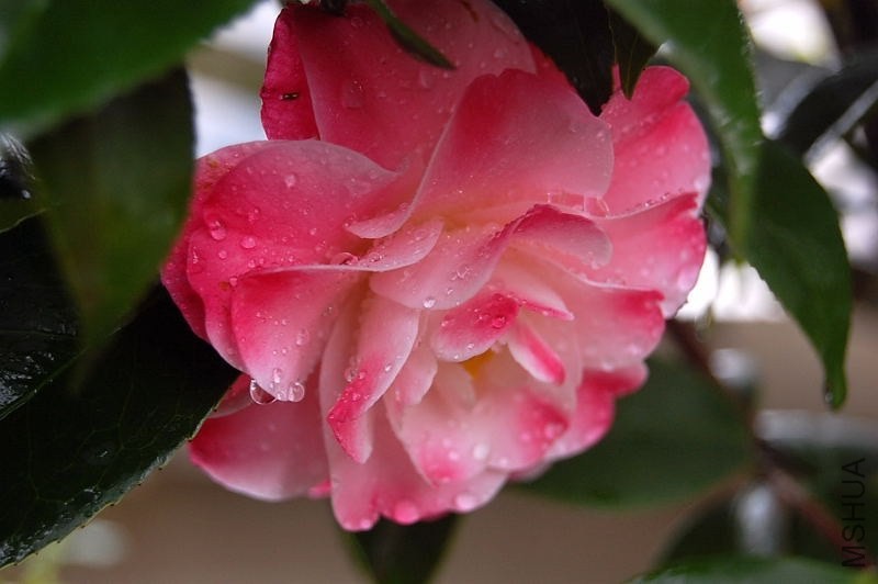 DSC_00200020.JPG