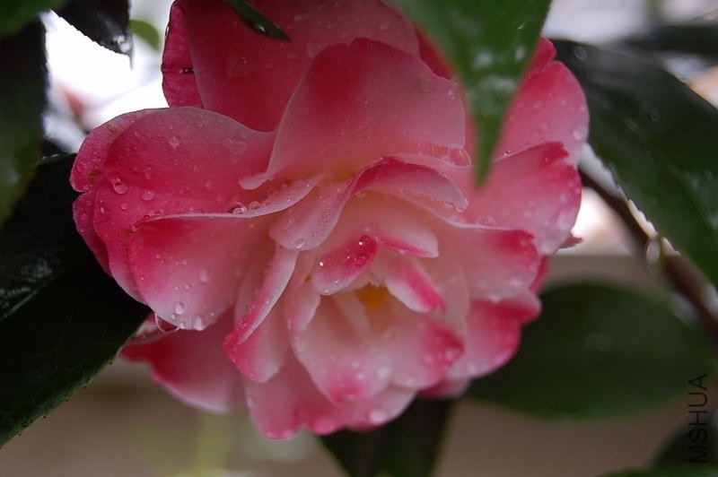 DSC_00210021.JPG