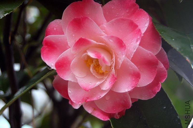 DSC_00220022.JPG