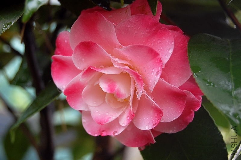 DSC_00150015.JPG