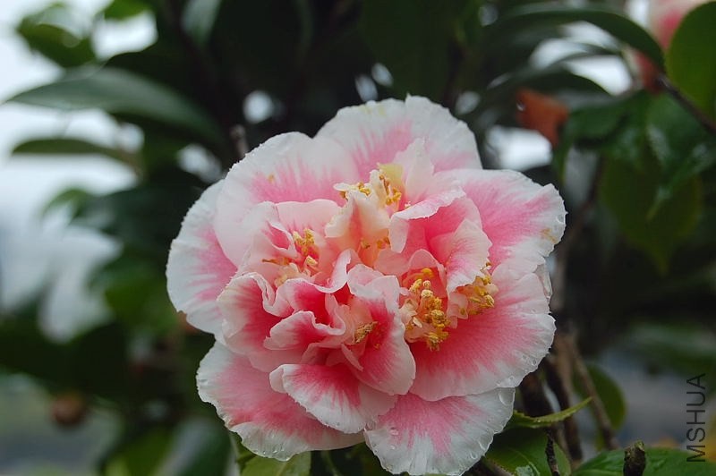 DSC_00340034.JPG