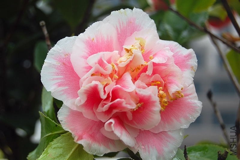 DSC_00280028.JPG