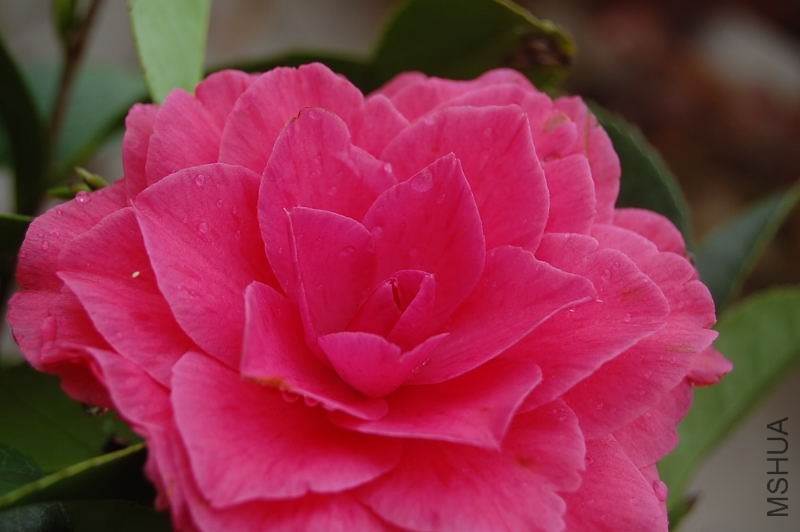 DSC_00820082.JPG