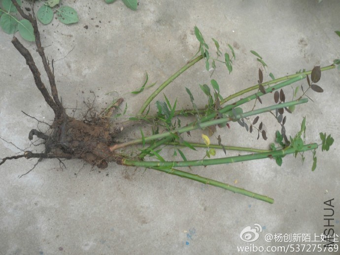 6a685886jw1e6kvl1jqhgj21kw16oqiu.jpg