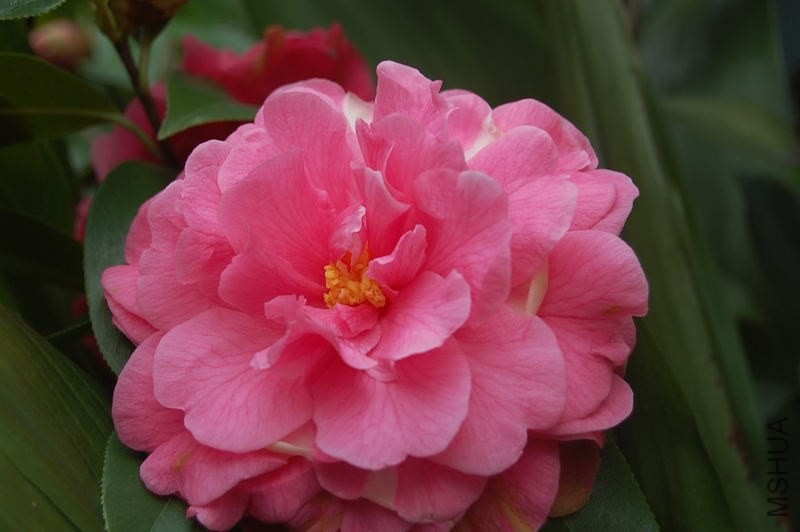 DSC_01380138.JPG