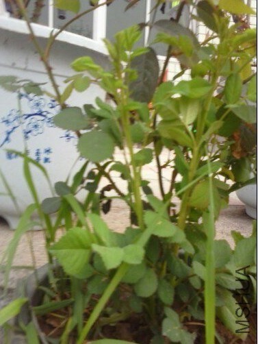 psb (2).jpg