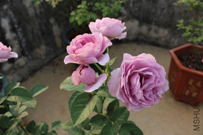 ��ɫ�籩07.jpg