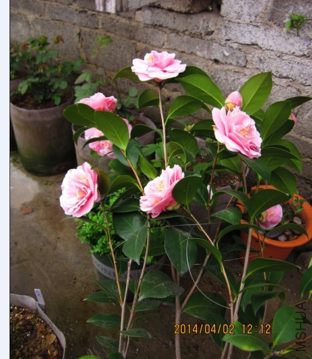 QQͼƬ20140402121712.jpg