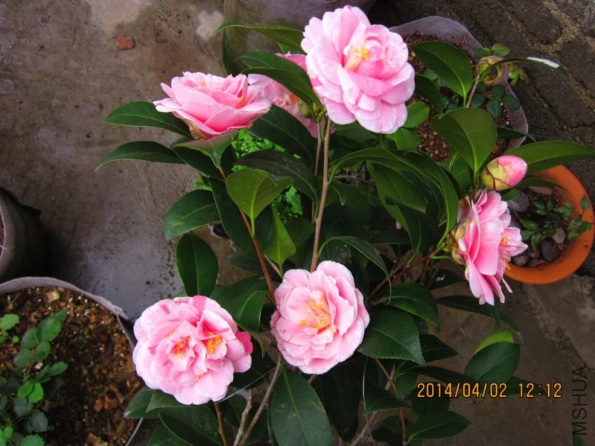 QQͼƬ20140402121715.jpg