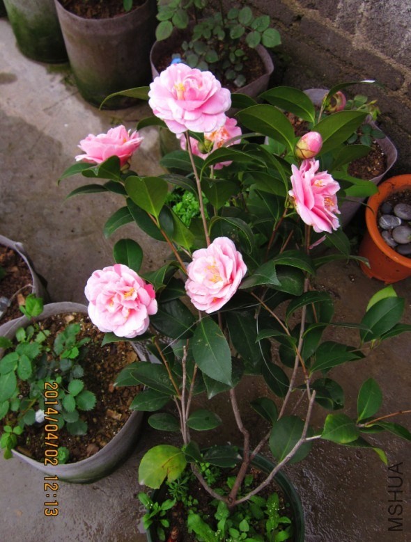 QQͼƬ20140402121721.jpg