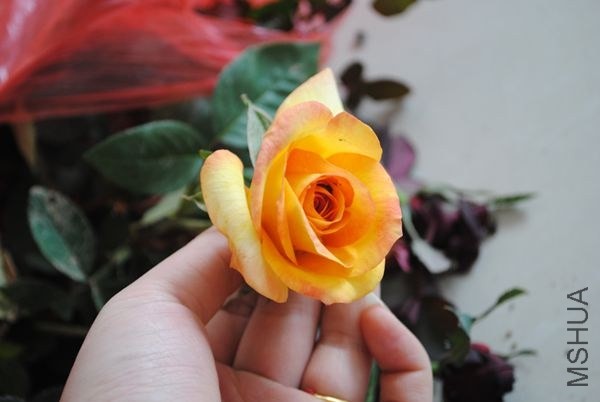 DSC_0026.JPG