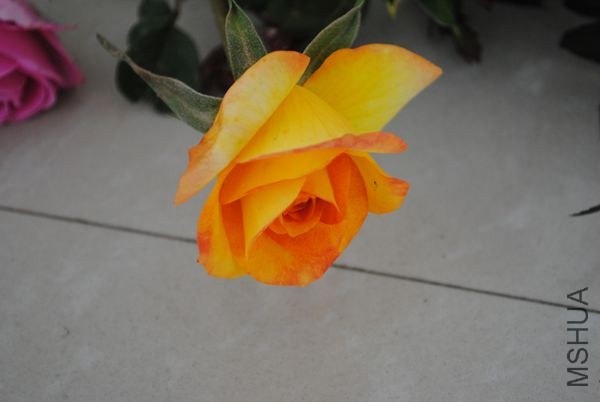 DSC_0030.JPG