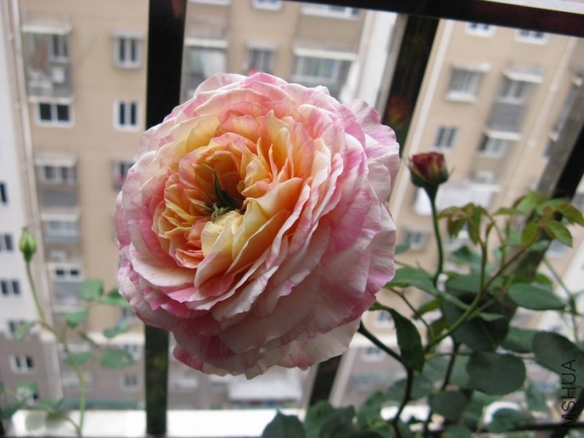 ��Ƭ 082.jpg